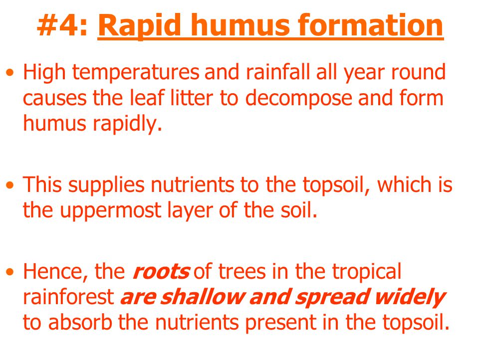 #4: Rapid humus formation High temperatures and rainfall all year round causes the leaf litter to decompose and form humus rapidly.