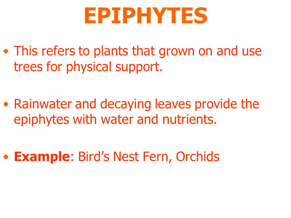 EPIPHYTES This refers to plants that grown on and use trees for physical support.