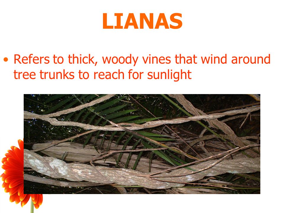 LIANAS Refers to thick, woody vines that wind around tree trunks to reach for sunlight