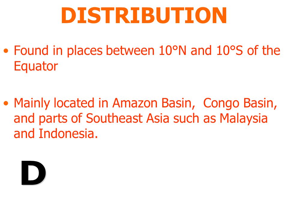 DISTRIBUTION Found in places between 10°N and 10°S of the Equator Mainly located in Amazon Basin, Congo Basin, and parts of Southeast Asia such as Malaysia and Indonesia.