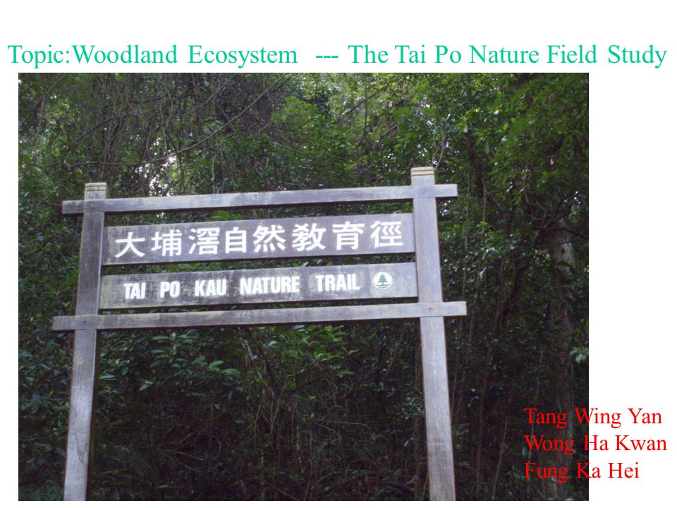 Topic:Woodland Ecosystem --- The Tai Po Nature Field Study Tang Wing Yan Wong Ha Kwan Fung Ka Hei