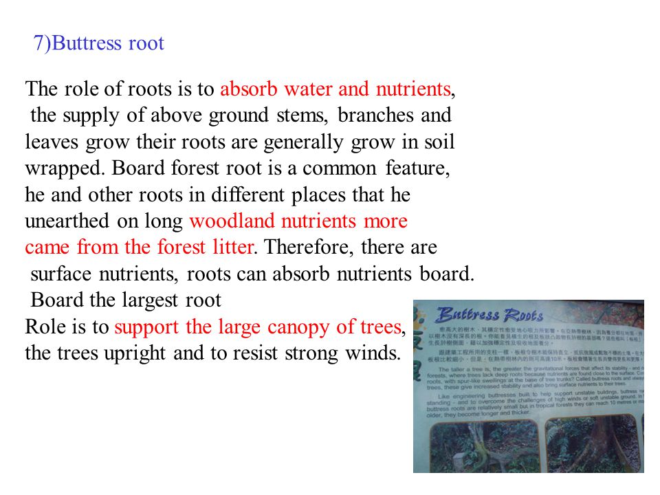 7)Buttress root The role of roots is to absorb water and nutrients, the supply of above ground stems, branches and leaves grow their roots are generally grow in soil wrapped.