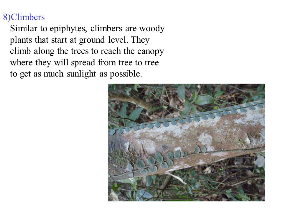 8)Climbers Similar to epiphytes, climbers are woody plants that start at ground level.