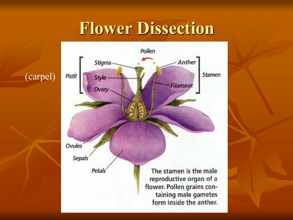 Flower Dissection (carpel)