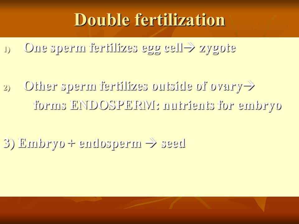 Double fertilization 1) One sperm fertilizes egg cell  zygote 2) Other sperm fertilizes outside of ovary  forms ENDOSPERM: nutrients for embryo 3) Embryo + endosperm  seed