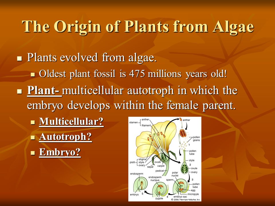 The Origin of Plants from Algae Plants evolved from algae.