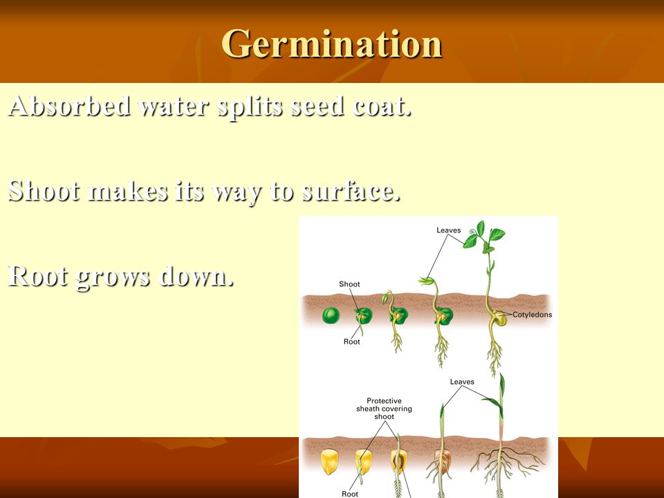 Germination Absorbed water splits seed coat. Shoot makes its way to surface. Root grows down.