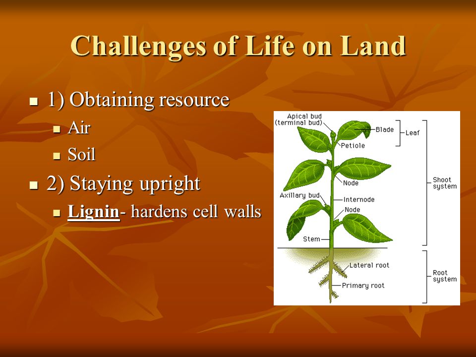 Challenges of Life on Land 1) Obtaining resource 1) Obtaining resource Air Air Soil Soil 2) Staying upright 2) Staying upright Lignin- hardens cell walls Lignin- hardens cell walls