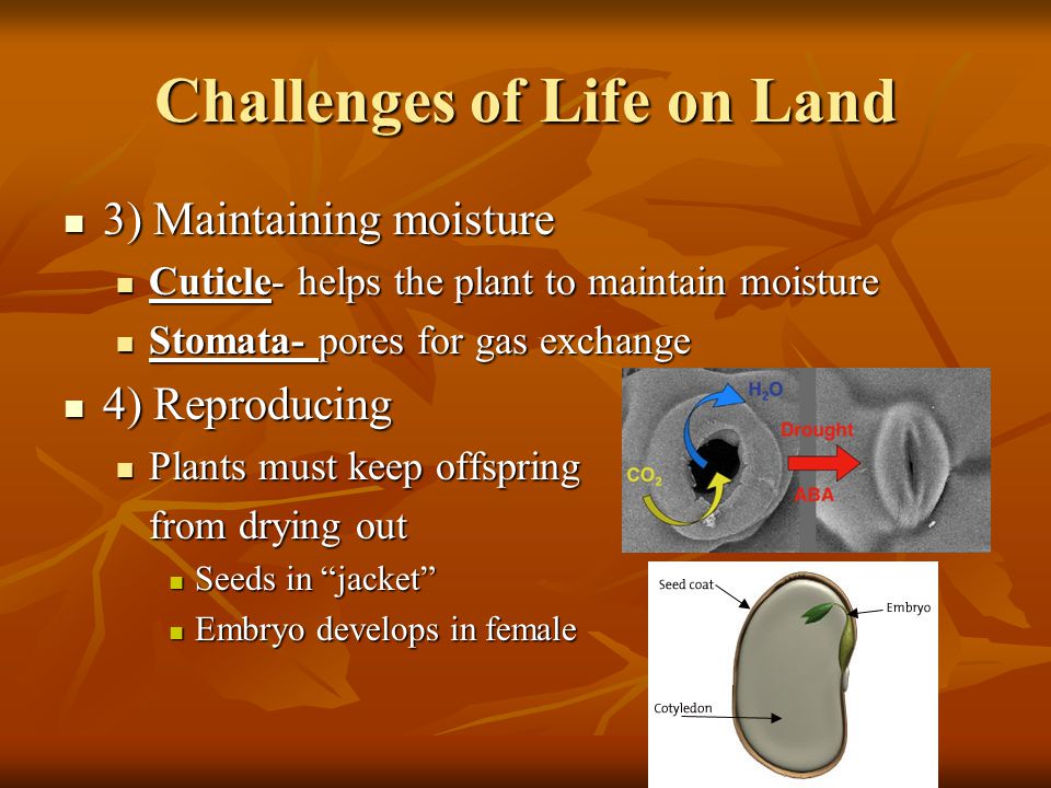 Challenges of Life on Land 3) Maintaining moisture 3) Maintaining moisture Cuticle- helps the plant to maintain moisture Cuticle- helps the plant to maintain moisture Stomata- pores for gas exchange Stomata- pores for gas exchange 4) Reproducing 4) Reproducing Plants must keep offspring Plants must keep offspring from drying out Seeds in jacket Seeds in jacket Embryo develops in female Embryo develops in female