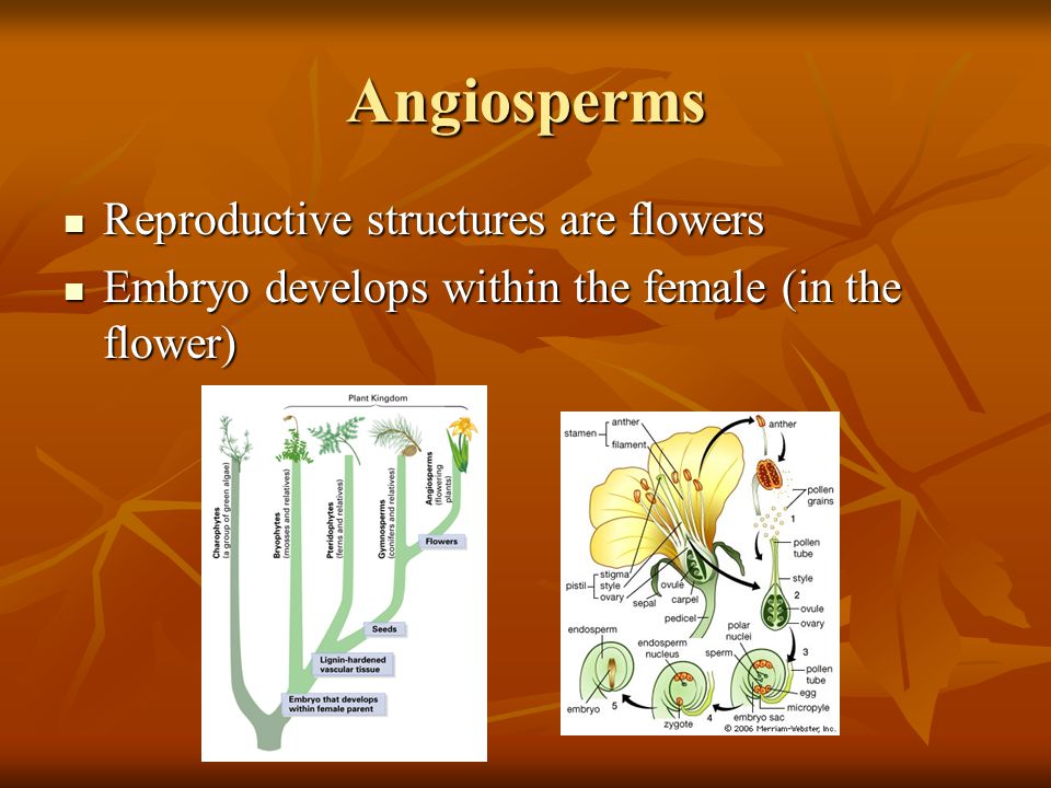 Angiosperms Reproductive structures are flowers Reproductive structures are flowers Embryo develops within the female (in the flower) Embryo develops within the female (in the flower)