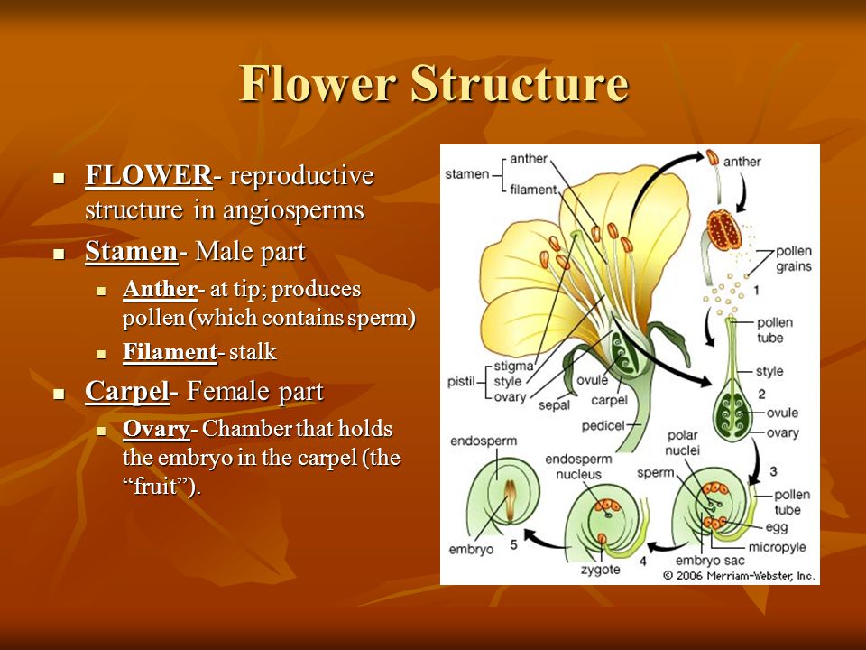 Flower Structure FLOWER- reproductive structure in angiosperms FLOWER- reproductive structure in angiosperms Stamen- Male part Stamen- Male part Anther- at tip; produces pollen (which contains sperm) Anther- at tip; produces pollen (which contains sperm) Filament- stalk Filament- stalk Carpel- Female part Carpel- Female part Ovary- Chamber that holds the embryo in the carpel (the fruit ).