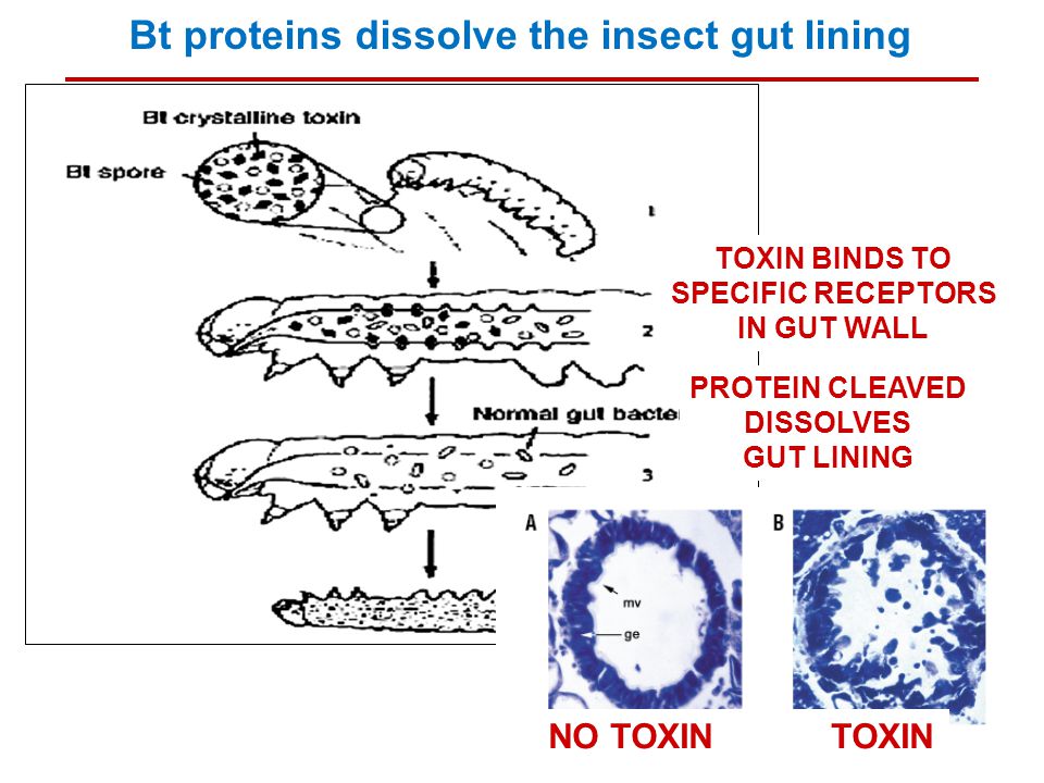 TOXIN BINDS TO SPECIFIC RECEPTORS IN GUT WALL PROTEIN CLEAVED DISSOLVES GUT LINING NO TOXIN TOXIN Bt proteins dissolve the insect gut lining