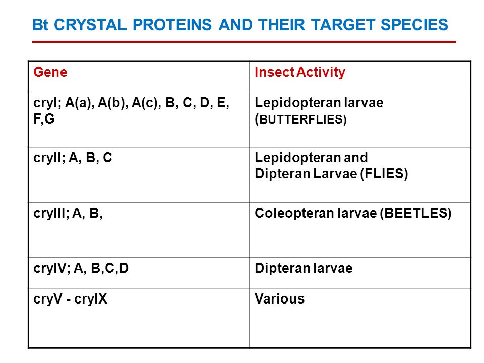Bt CRYSTAL PROTEINS AND THEIR TARGET SPECIES GeneInsect Activity cryI; A(a), A(b), A(c), B, C, D, E, F,G Lepidopteran larvae ( BUTTERFLIES) cryII; A, B, CLepidopteran and Dipteran Larvae (FLIES) cryIII; A, B,Coleopteran larvae (BEETLES) cryIV; A, B,C,DDipteran larvae cryV - cryIXVarious