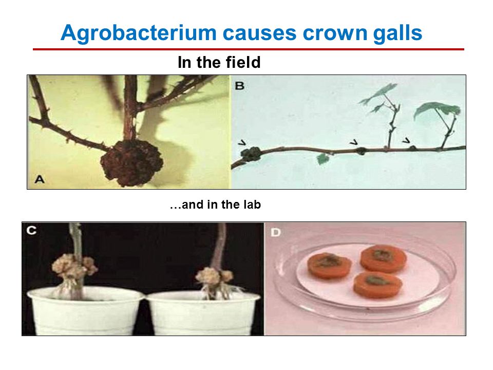 …and in the lab Agrobacterium causes crown galls In the field