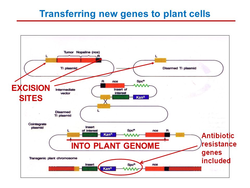 EXCISION SITES INTO PLANT GENOME Transferring new genes to plant cells Kan R Antibiotic resistance genes included