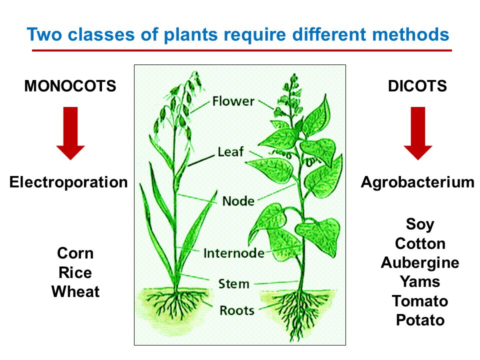 Two classes of plants require different methods MONOCOTS Electroporation DICOTS Agrobacterium Corn Rice Wheat Soy Cotton Aubergine Yams Tomato Potato