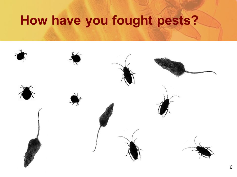 6 How have you fought pests