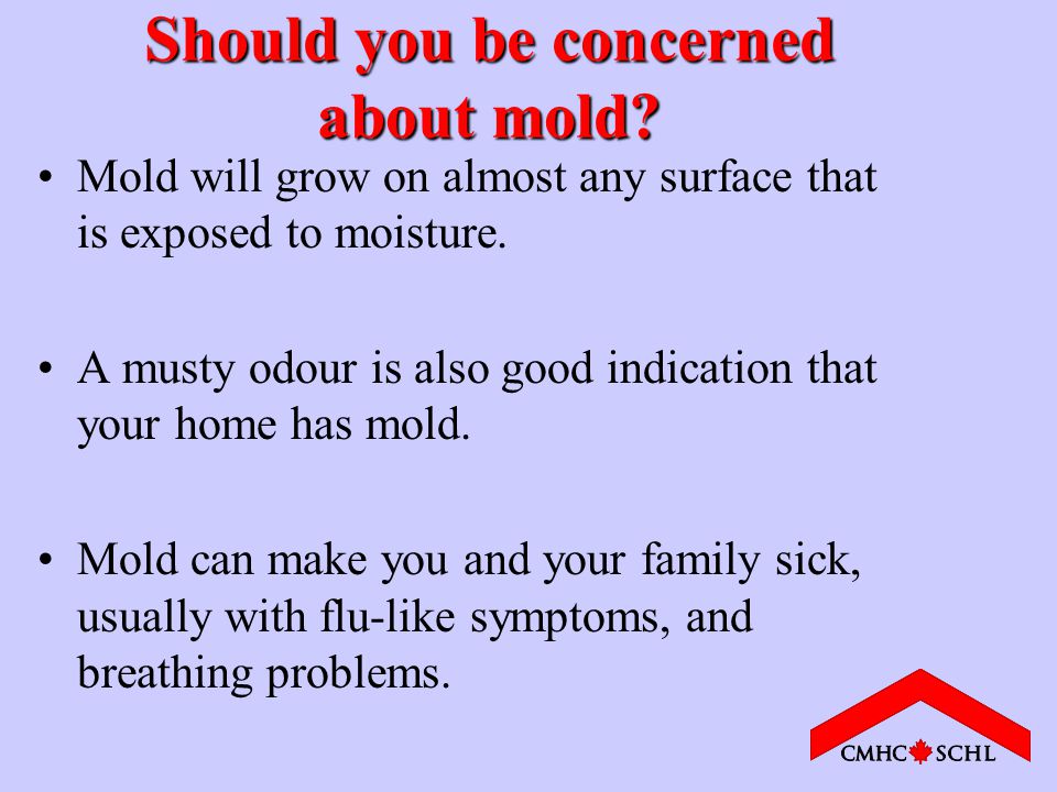 Should you be concerned about mold.
