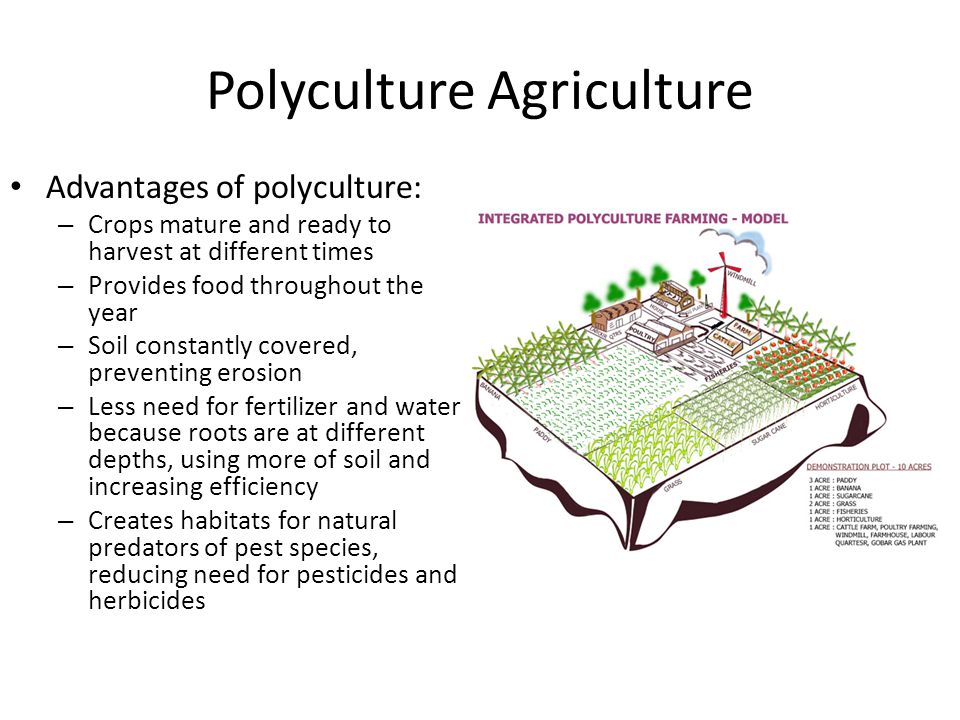 Polyculture Agriculture Advantages of polyculture: – Crops mature and ready to harvest at different times – Provides food throughout the year – Soil constantly covered, preventing erosion – Less need for fertilizer and water because roots are at different depths, using more of soil and increasing efficiency – Creates habitats for natural predators of pest species, reducing need for pesticides and herbicides