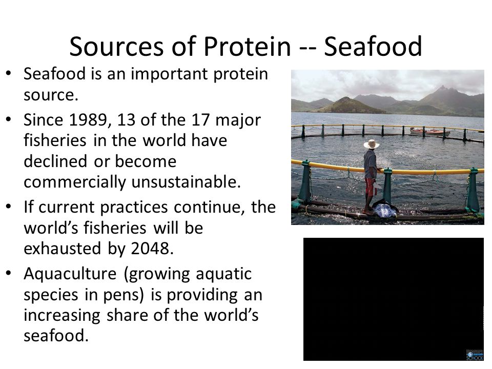 Sources of Protein -- Seafood Seafood is an important protein source.