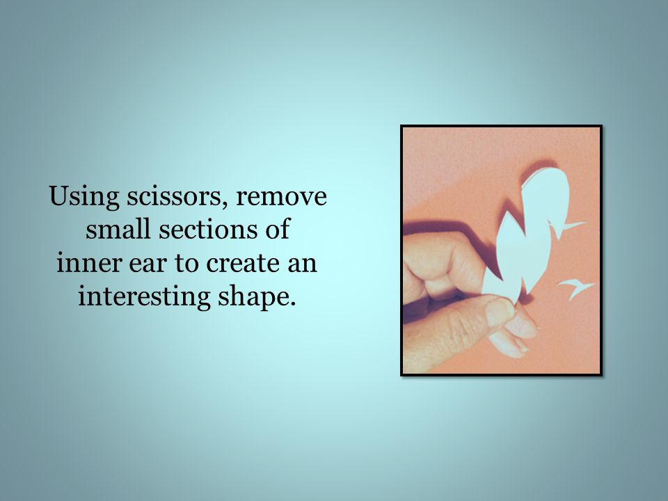 Using scissors, remove small sections of inner ear to create an interesting shape.