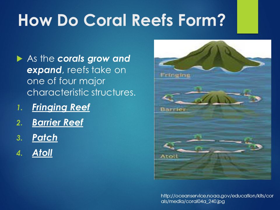 stop 1 coral reefs how do coral reefs form coral reefs begin how do reefs form