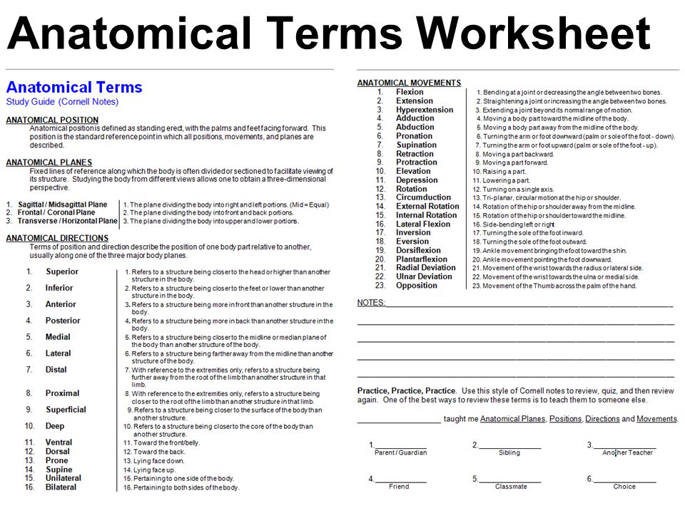 Worksheet Anatomical Directions Worksheet medical terminology anatomical position directional terms and worksheet