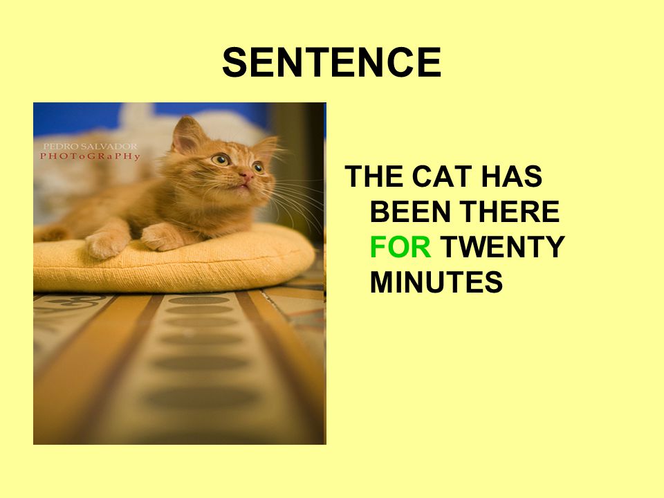 SENTENCE THE CAT HAS BEEN THERE FOR TWENTY MINUTES