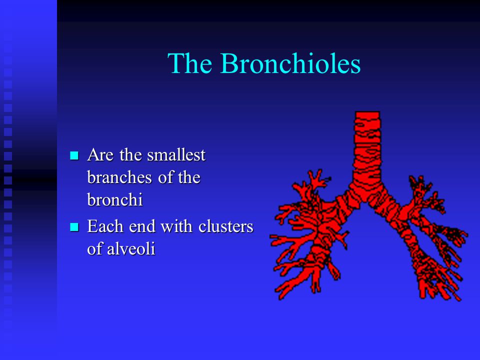 The Bronchi Branch off the trachea into the right main stem bronchus which leads to the right lung and the left main stem bronchus which leads to the left lung Each bronchus separates and divides into smaller and smaller bronchioles like branches of an upside down tree