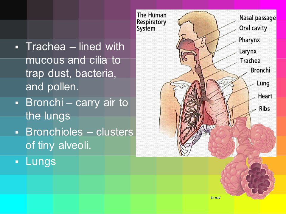  Trachea – lined with mucous and cilia to trap dust, bacteria, and pollen.