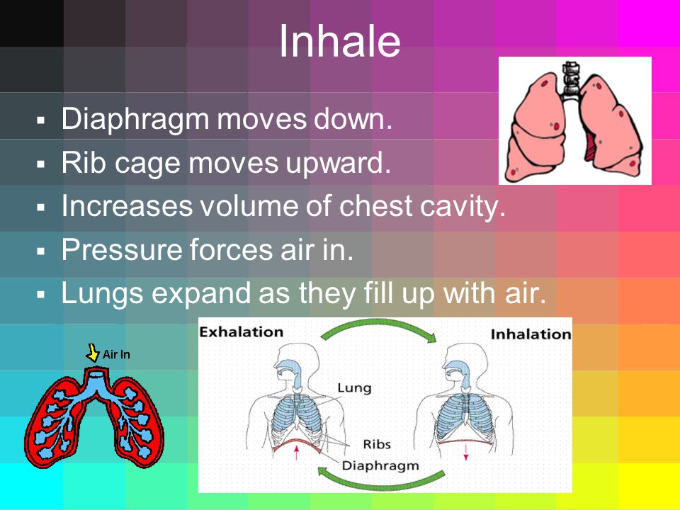 Inhale  Diaphragm moves down.  Rib cage moves upward.