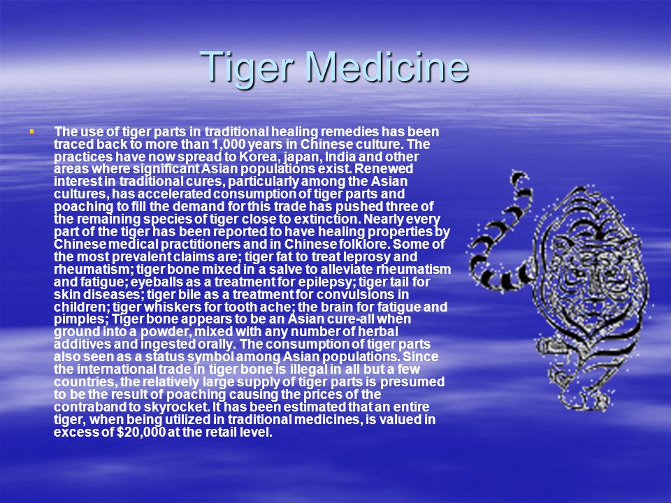 the characteristics of tigers the largest cat species the characteristics of tigers the largest cat species