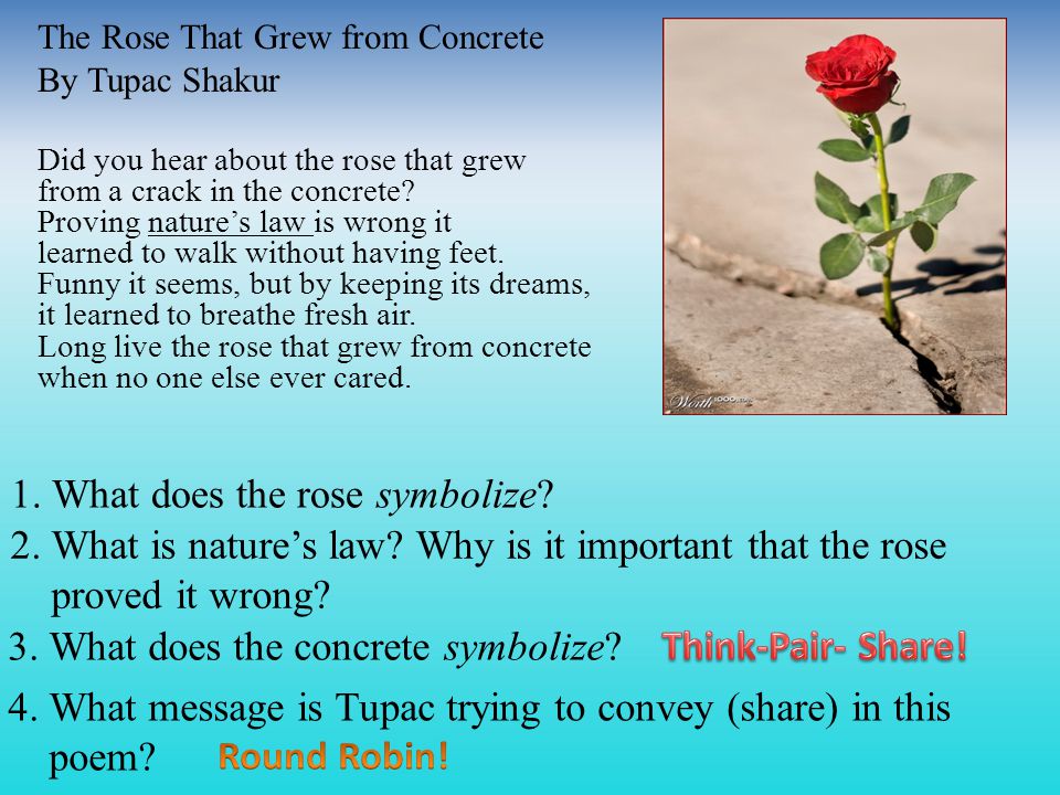 The Rose That Grew from Concrete By Tupac Shakur Did you hear about the rose that grew from a crack in the concrete.