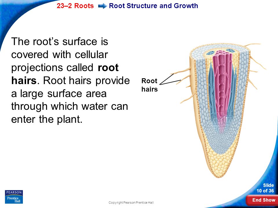 End Show 23–2 Roots Slide 10 of 36 Copyright Pearson Prentice Hall Root Structure and Growth The root’s surface is covered with cellular projections called root hairs.