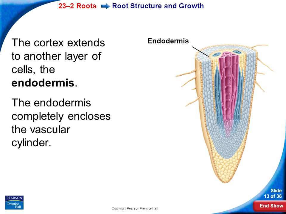 End Show 23–2 Roots Slide 13 of 36 Copyright Pearson Prentice Hall Root Structure and Growth The cortex extends to another layer of cells, the endodermis.