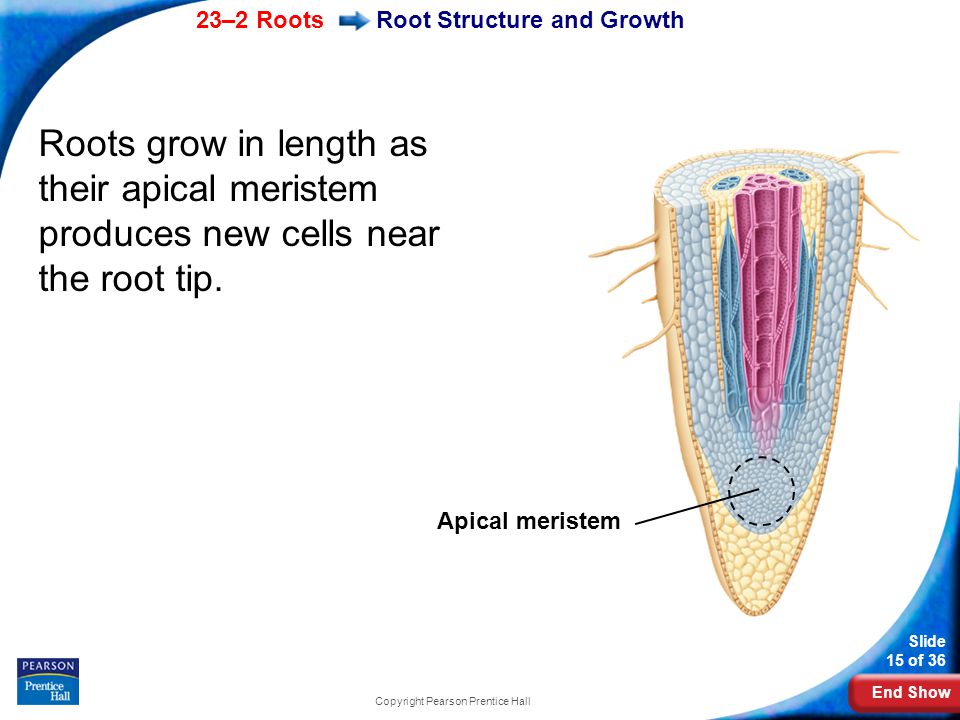 End Show 23–2 Roots Slide 15 of 36 Copyright Pearson Prentice Hall Root Structure and Growth Roots grow in length as their apical meristem produces new cells near the root tip.