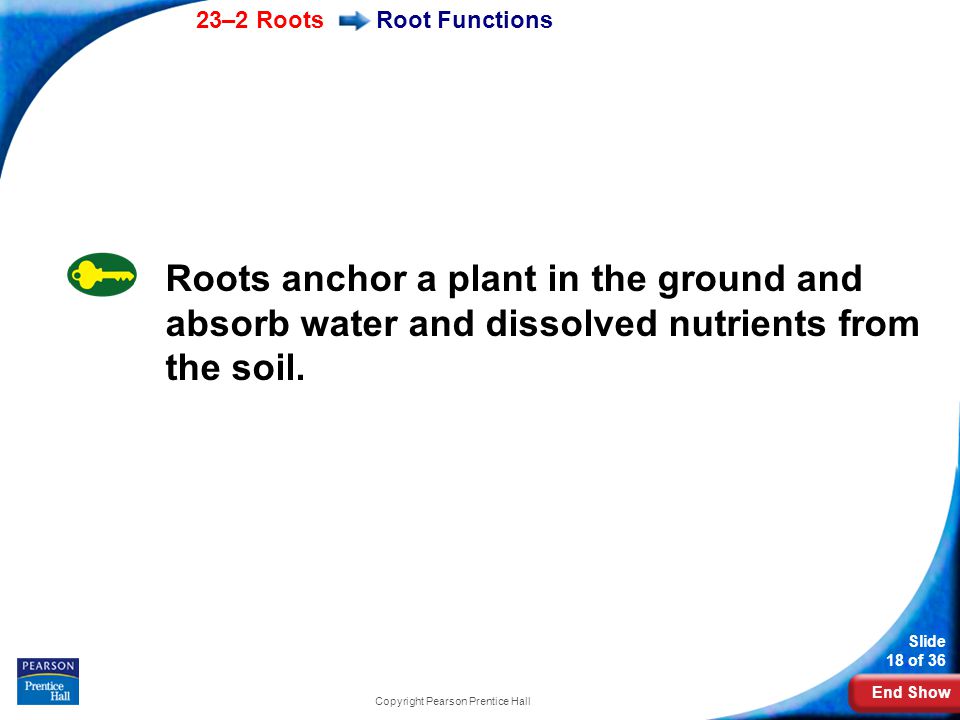 End Show 23–2 Roots Slide 18 of 36 Copyright Pearson Prentice Hall Root Functions Roots anchor a plant in the ground and absorb water and dissolved nutrients from the soil.