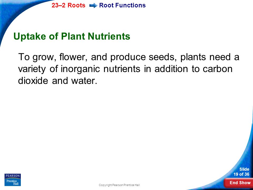 End Show 23–2 Roots Slide 19 of 36 Copyright Pearson Prentice Hall Root Functions Uptake of Plant Nutrients To grow, flower, and produce seeds, plants need a variety of inorganic nutrients in addition to carbon dioxide and water.