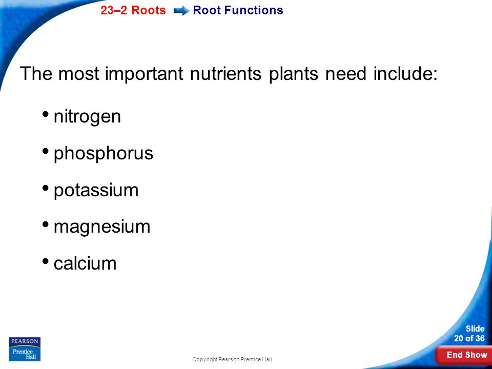 End Show 23–2 Roots Slide 20 of 36 Copyright Pearson Prentice Hall Root Functions The most important nutrients plants need include: nitrogen phosphorus potassium magnesium calcium