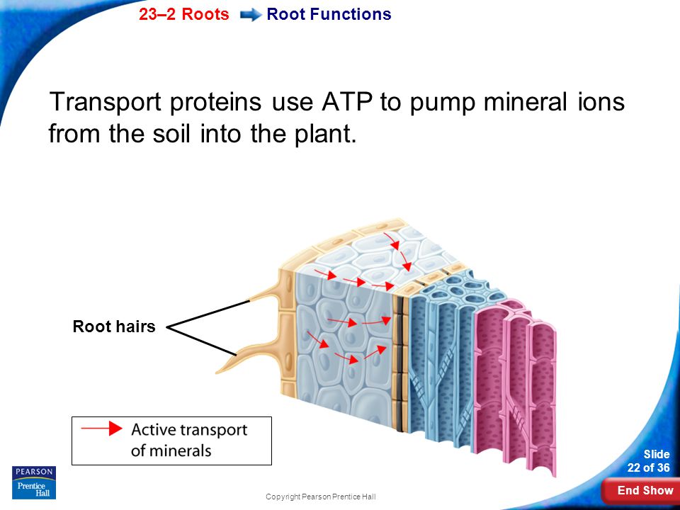 End Show 23–2 Roots Slide 22 of 36 Copyright Pearson Prentice Hall Root Functions Transport proteins use ATP to pump mineral ions from the soil into the plant.