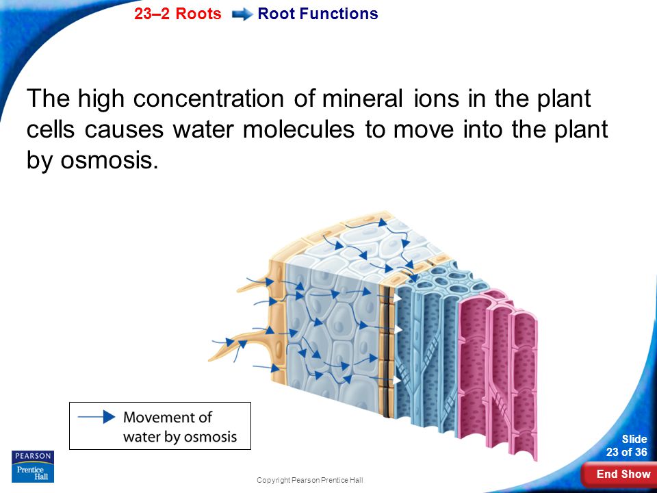 End Show 23–2 Roots Slide 23 of 36 Copyright Pearson Prentice Hall Root Functions The high concentration of mineral ions in the plant cells causes water molecules to move into the plant by osmosis.