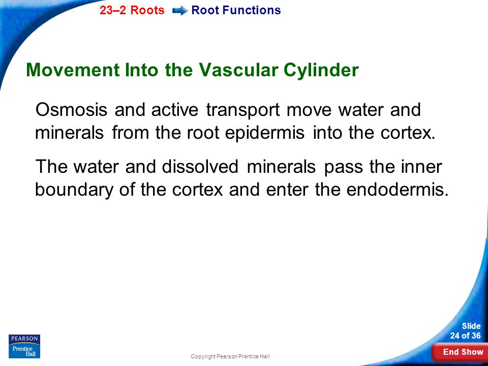 End Show 23–2 Roots Slide 24 of 36 Copyright Pearson Prentice Hall Root Functions Movement Into the Vascular Cylinder Osmosis and active transport move water and minerals from the root epidermis into the cortex.
