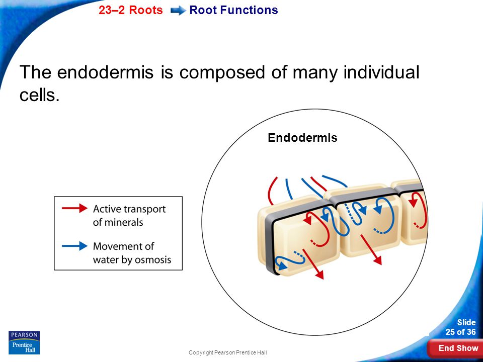 End Show 23–2 Roots Slide 25 of 36 Copyright Pearson Prentice Hall Root Functions The endodermis is composed of many individual cells.