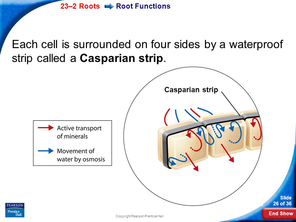 End Show 23–2 Roots Slide 26 of 36 Copyright Pearson Prentice Hall Root Functions Each cell is surrounded on four sides by a waterproof strip called a Casparian strip.
