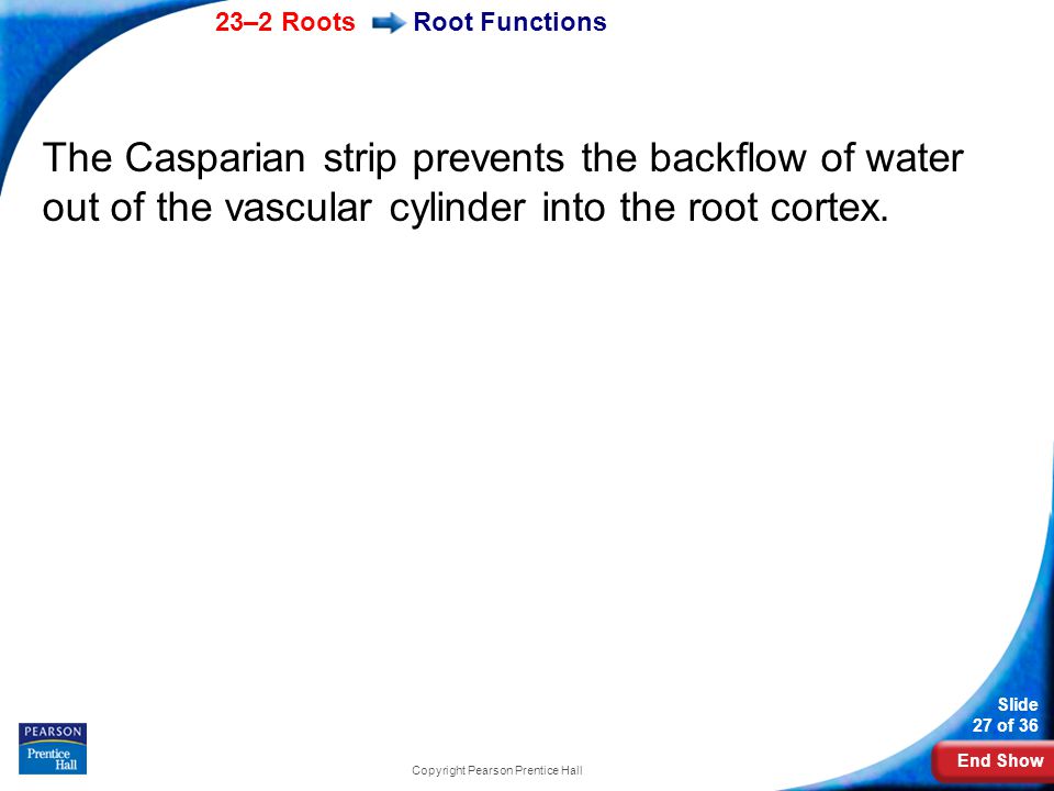 End Show 23–2 Roots Slide 27 of 36 Copyright Pearson Prentice Hall Root Functions The Casparian strip prevents the backflow of water out of the vascular cylinder into the root cortex.