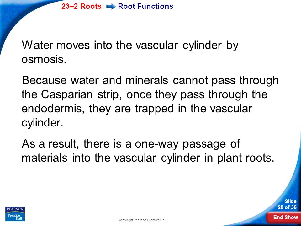 End Show 23–2 Roots Slide 28 of 36 Copyright Pearson Prentice Hall Root Functions Water moves into the vascular cylinder by osmosis.