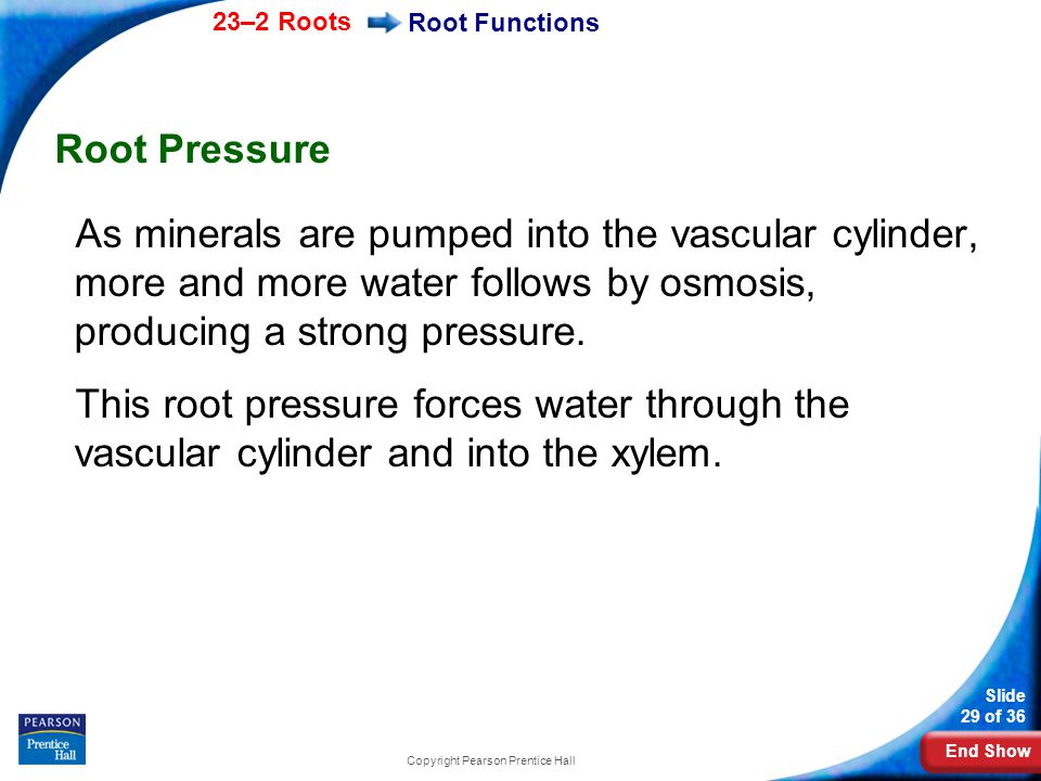 End Show 23–2 Roots Slide 29 of 36 Copyright Pearson Prentice Hall Root Functions Root Pressure As minerals are pumped into the vascular cylinder, more and more water follows by osmosis, producing a strong pressure.