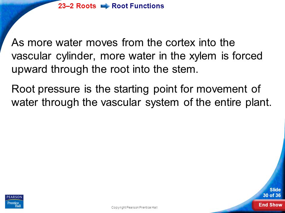End Show 23–2 Roots Slide 30 of 36 Copyright Pearson Prentice Hall Root Functions As more water moves from the cortex into the vascular cylinder, more water in the xylem is forced upward through the root into the stem.