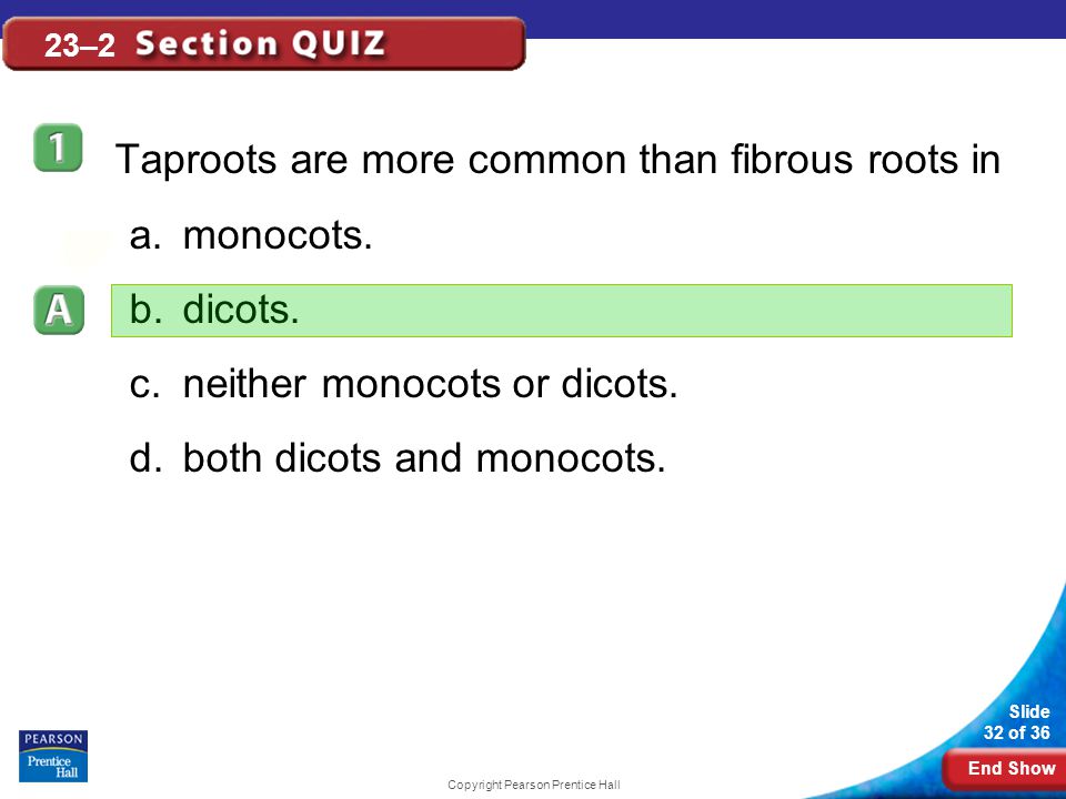End Show Slide 32 of 36 Copyright Pearson Prentice Hall 23–2 Taproots are more common than fibrous roots in a.monocots.
