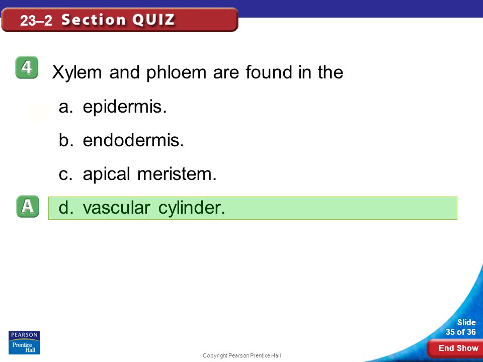 End Show Slide 35 of 36 Copyright Pearson Prentice Hall 23–2 Xylem and phloem are found in the a.epidermis.